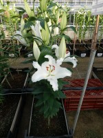 [4301 Queensland DJ No01.JPG]